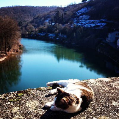 Chat à ambialet